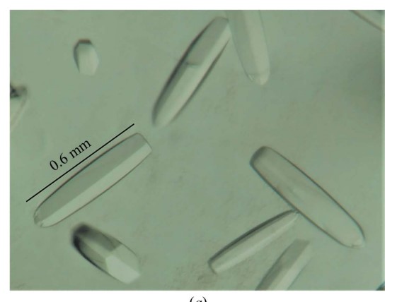 Crystallization of LdRK.jpg